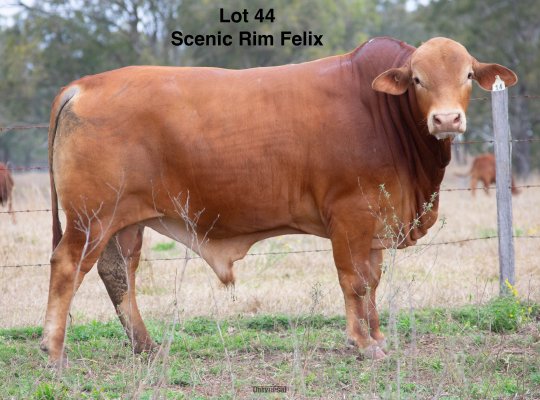 Scenic Rim Slashing 2025 | LotNo #44 | SCENIC RIM FELIX (PP) SRD2314M D5 | Diamond Genetics ...